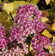 Schneespierstrauch Golden Princess 30-40cm - Spiraea japonica
