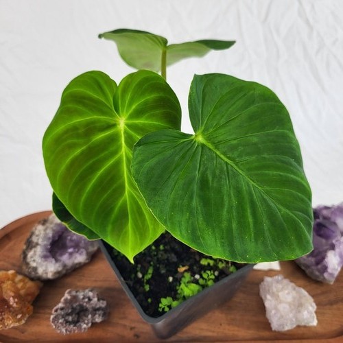 Philodendron verrucosum - philodendron,