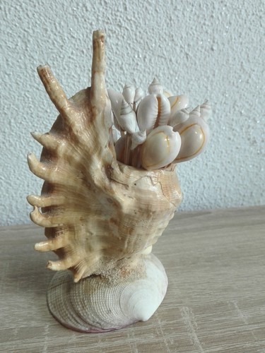 Muschel teufelskralle - muschel,