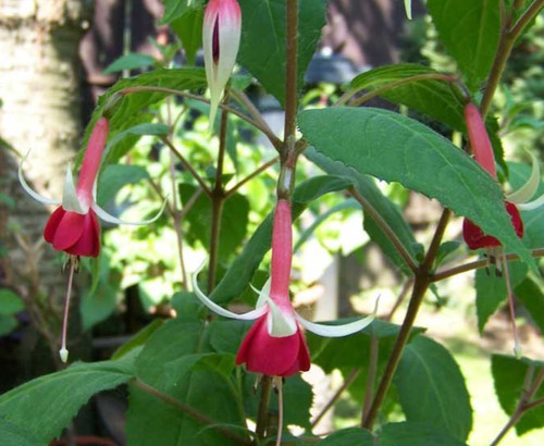 Fuchsien pflanze - fuchsien,