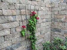 SIOLA-KOMBI MUSCHELK. 50/12,5/12,5 PE3