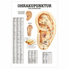 Ohrakupunktur Poster Anatomie