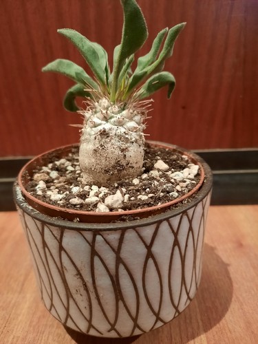 Pachypodium namaquanum