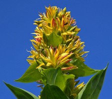 30 Samen Gelber Enzian (Gentiana lutea), seltene Pflanze, Rarität, Heilpflanze