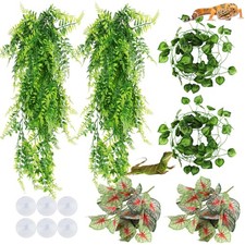 Hängepflanze terrarium - hängepflanze,