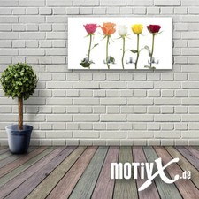 Garderobe Rose Blume Pflanze