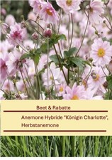 Anemone Hybride "Königin