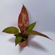 Philodendron red sun