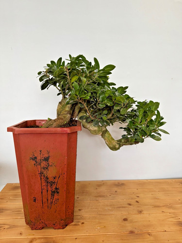 Bonsai ficus microcarpa - microcarpa, nr
