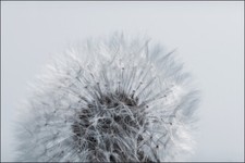 VLIES FOTOTAPETE Selbstklebend