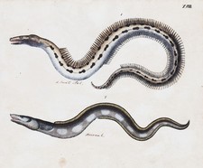 Meeraal conger  Aal eel fish