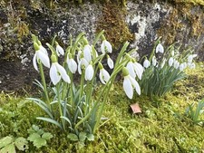 Galanthus Nivalis
