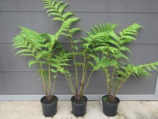 Cyathea cooperi  -  Cooper's Baumfarn    70-100cm Pflanze   sehr selten