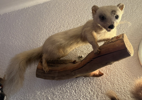 Tierpräparat steinmarder - tierpräparat,