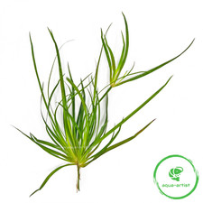 Juncus repens – Kriechende Binse Aquariumpflanze Süßwasser pflegeleicht