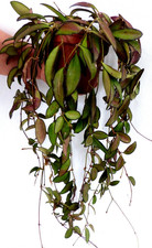 ´´   HOYA    Porzellanblume Wachsblume Zimmerpflanze