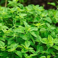 500 Samen Griechischer Oregano origanum vulgar hirtum winterharte Heilpflanze