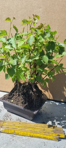 Bonsai birkenbaum - bonsai,,