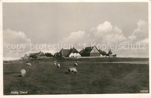 Hallig oland schafe - hallig, gehoeft