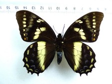 ENTOMOLOGIE, SCHMETTERLING: PAPILIO CACICUS INCA MÄNNLICH PERU