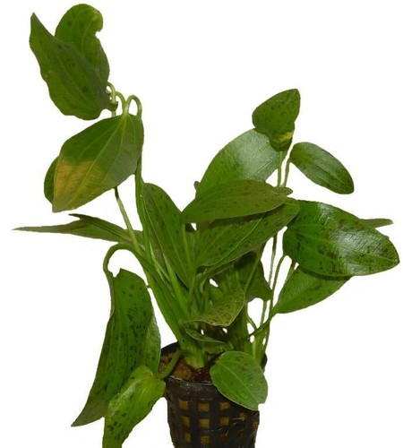 Topf echinodorus ozelot - 1,