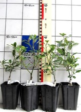 Magnolia virginiana "Tensaw" -