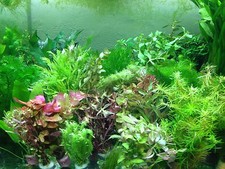 !! ANGEBOT !!   100 Aquariumpflanzen Bunter Mix Wasserpflanzen Pflanzen Aquarium