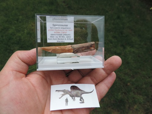 Schöner zahn vom spinosaurus - zahn,