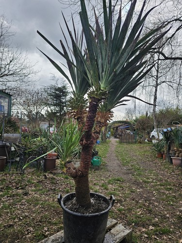 Yucca recurvifolia 1m - 🌴yucca, 2,1m/