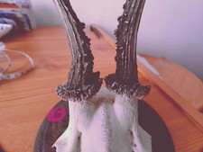 A-06 - 4  Jagdtrophäen Brett