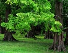 Urwelt Mammutbaum  >50 Samen