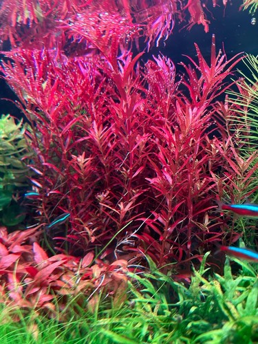 Rotala blood red - blood, singapore