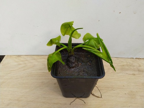 Gelbblühende teichrose nuphar - gelbblühende,