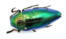 Buprestidae, Sternocera