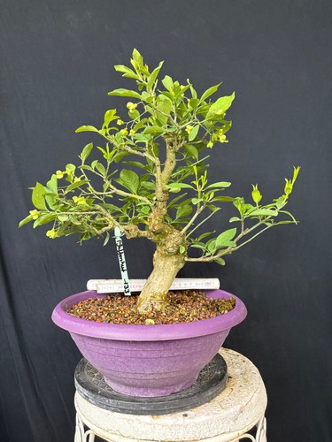 Pfaffenhütchen bonsai - pfaffenhütchen,