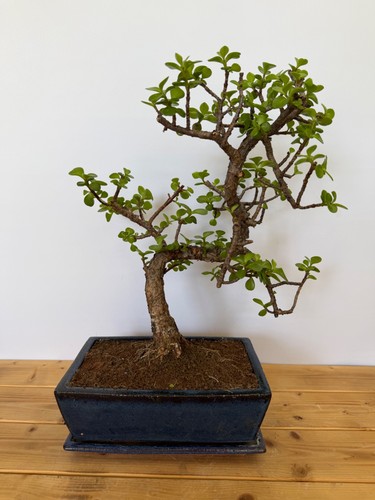 Zimmerbonsai bonsai jadebaum - zimmerbonsai,