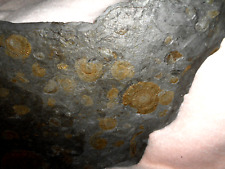 große Schieferplatte mit Ammoniten ca. 56 x 35 cm