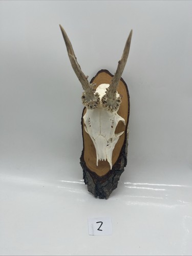 Rehgeweih trophäen rehbock - rehgeweih,