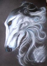 Windhund * Levrier  * Barsoi