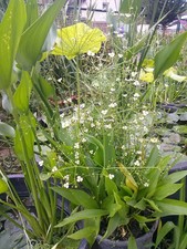 Teichpflanzen Sortiment mit 25