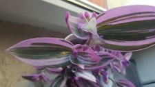 Tradescantia Variegata Sweet