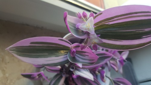 Tradescantia variegata sweet - variegata,