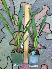 Clivia hybrids lost tags