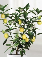 Zitronenbaum Obst Strauch Bio Essbar Kübelpflanze