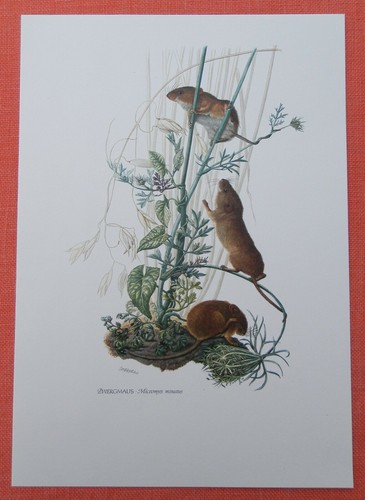 Zwergmaus - , (micromys