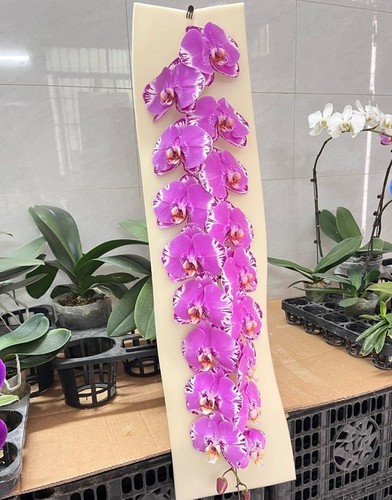 Orchidee phalaenopsis phal - orchidee,