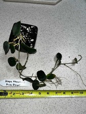 Hoya Thomsonii 'Hairy Hoya'