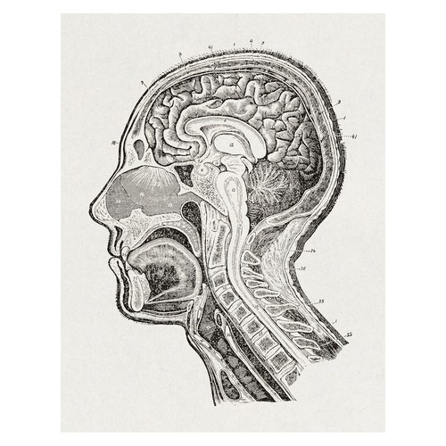 Anatomische gehirnillustration - anatomische,