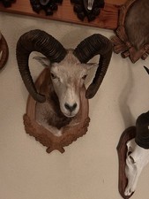 Mufflon- Kopf- Schulter -