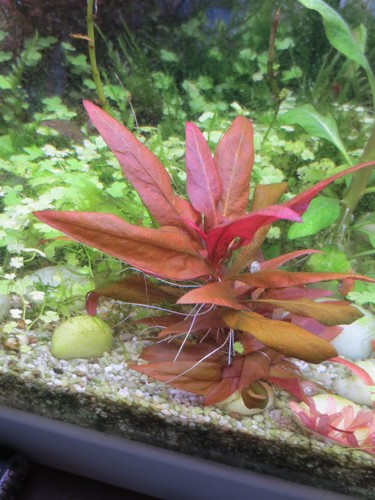 Aquarium wasser pflanze - aquarium,